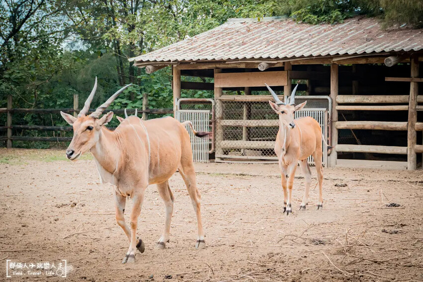 台南市學甲區台南頑皮世界野生動物園|兒童節玩樂首選,帶孩子一起探索野生動物園!