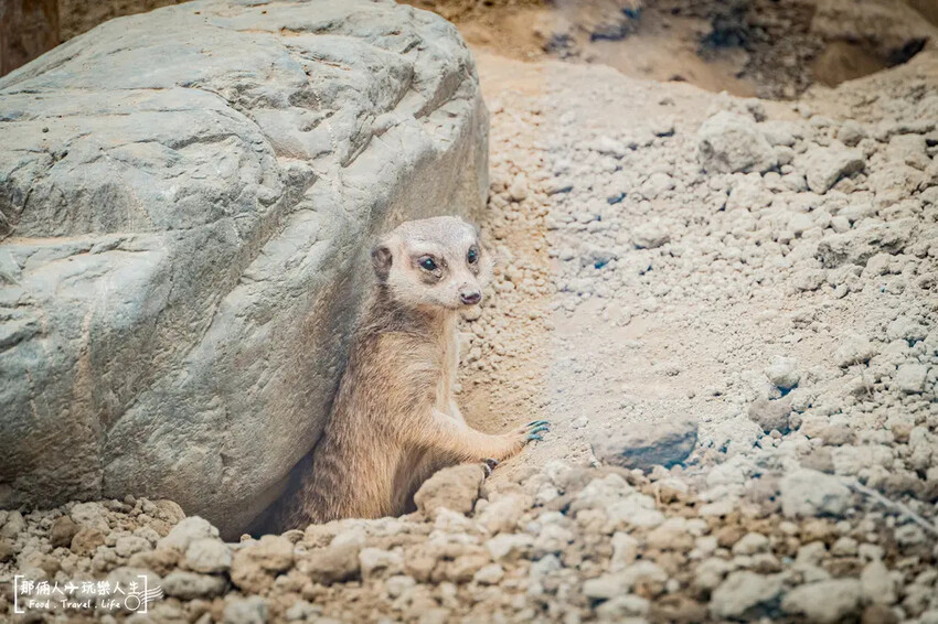 台南市學甲區台南頑皮世界野生動物園|兒童節玩樂首選,帶孩子一起探索野生動物園!