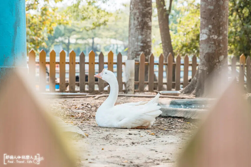 台南市學甲區台南頑皮世界野生動物園|兒童節玩樂首選,帶孩子一起探索野生動物園!