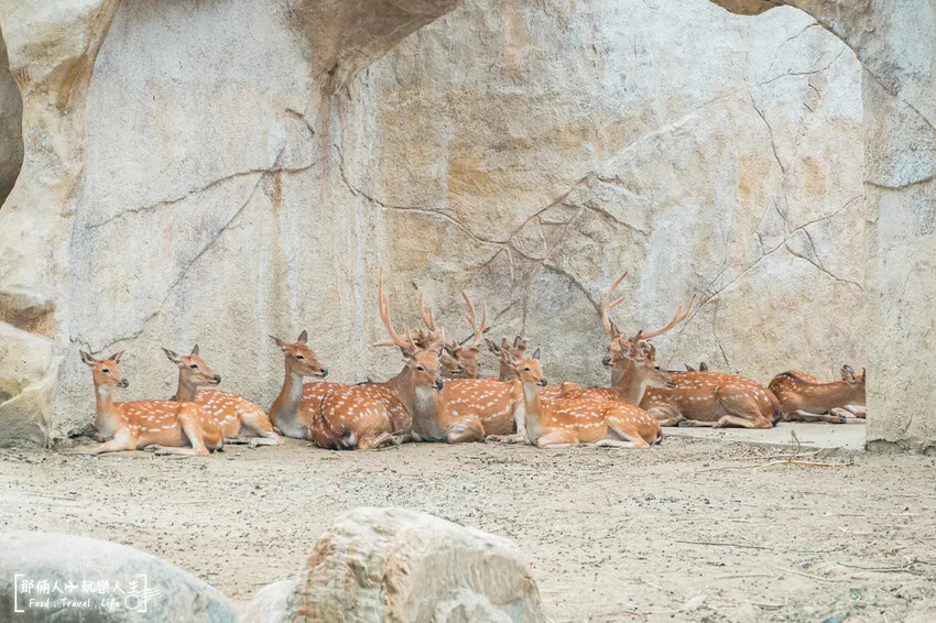 台南市學甲區台南頑皮世界野生動物園|兒童節玩樂首選,帶孩子一起探索野生動物園!