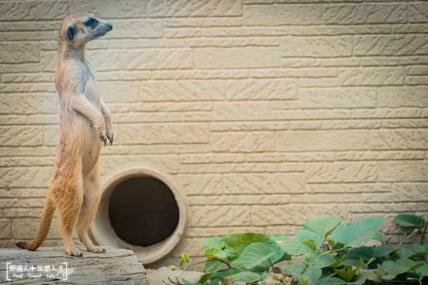 台南市學甲區台南頑皮世界野生動物園|兒童節玩樂首選,帶孩子一起探索野生動物園!