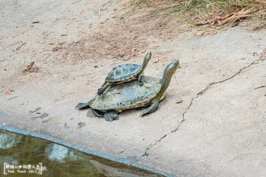 台南市學甲區台南頑皮世界野生動物園|兒童節玩樂首選,帶孩子一起探索野生動物園!
