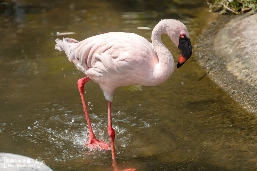 台南市學甲區台南頑皮世界野生動物園|兒童節玩樂首選,帶孩子一起探索野生動物園!