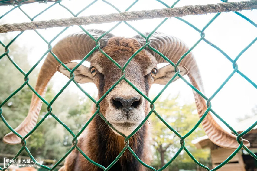 台南市學甲區台南頑皮世界野生動物園|兒童節玩樂首選,帶孩子一起探索野生動物園!