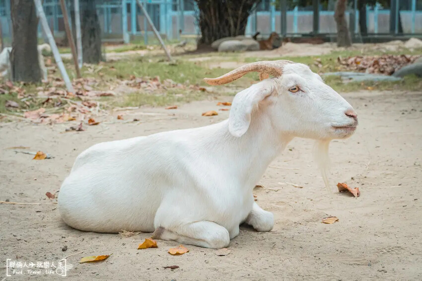 台南市學甲區台南頑皮世界野生動物園|兒童節玩樂首選,帶孩子一起探索野生動物園!