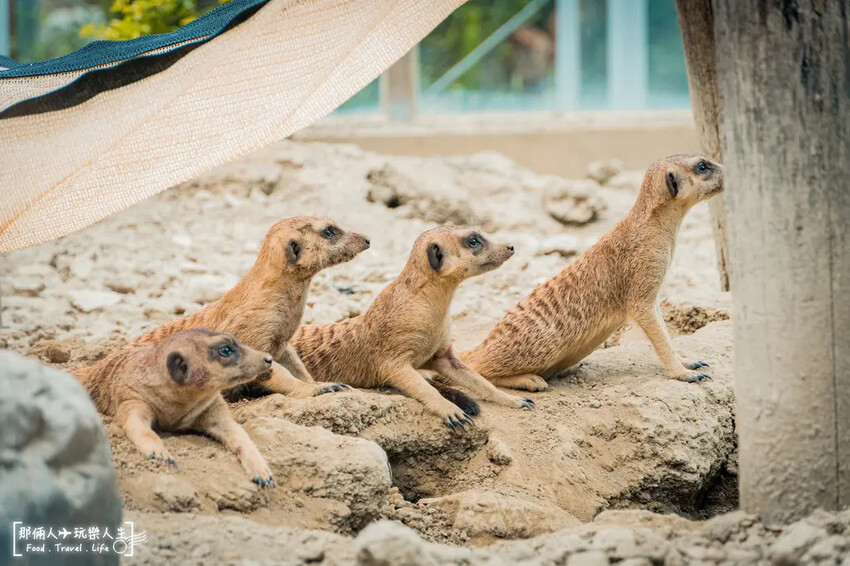 台南市學甲區台南頑皮世界野生動物園|兒童節玩樂首選,帶孩子一起探索野生動物園!