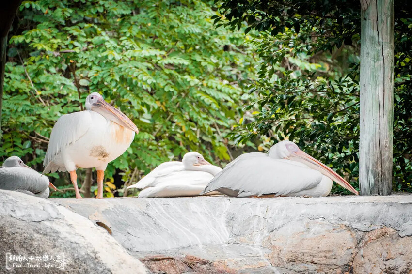 台南市學甲區台南頑皮世界野生動物園|兒童節玩樂首選,帶孩子一起探索野生動物園!