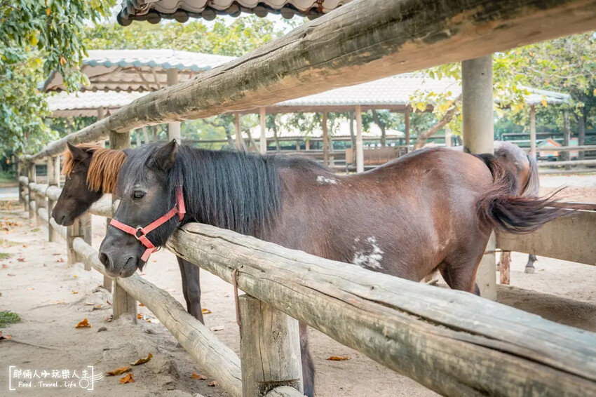 台南市學甲區台南頑皮世界野生動物園|兒童節玩樂首選,帶孩子一起探索野生動物園!
