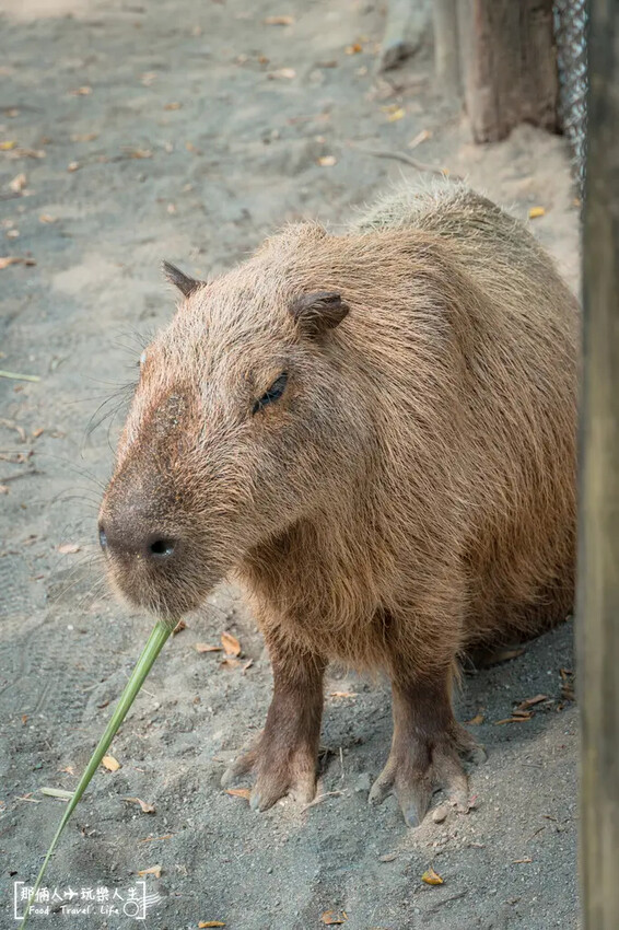 台南市學甲區台南頑皮世界野生動物園|兒童節玩樂首選,帶孩子一起探索野生動物園!