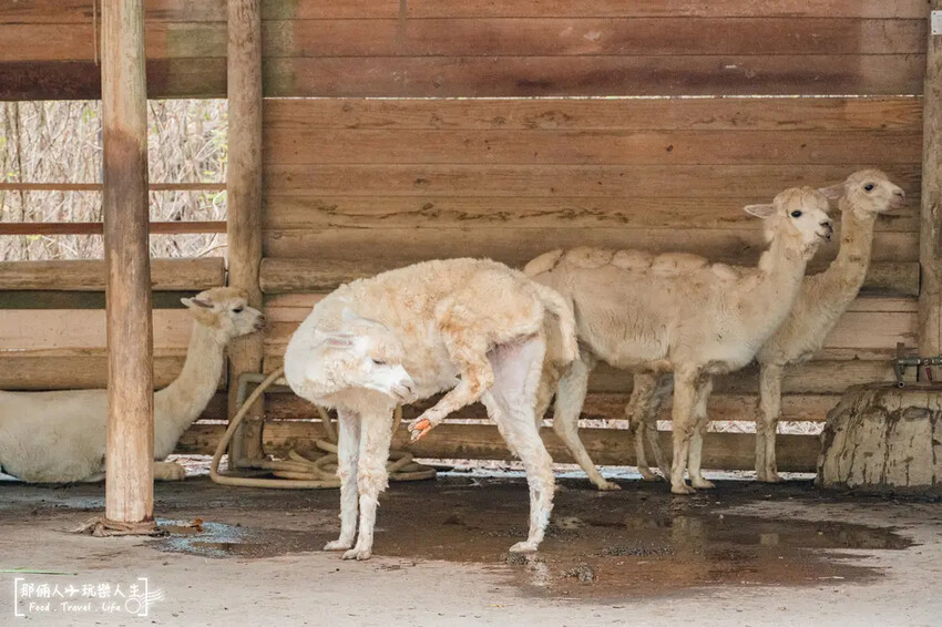 台南市學甲區台南頑皮世界野生動物園|兒童節玩樂首選,帶孩子一起探索野生動物園!
