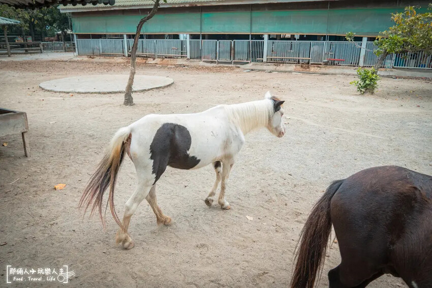 台南市學甲區台南頑皮世界野生動物園|兒童節玩樂首選,帶孩子一起探索野生動物園!