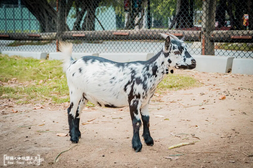 台南市學甲區台南頑皮世界野生動物園|兒童節玩樂首選,帶孩子一起探索野生動物園!
