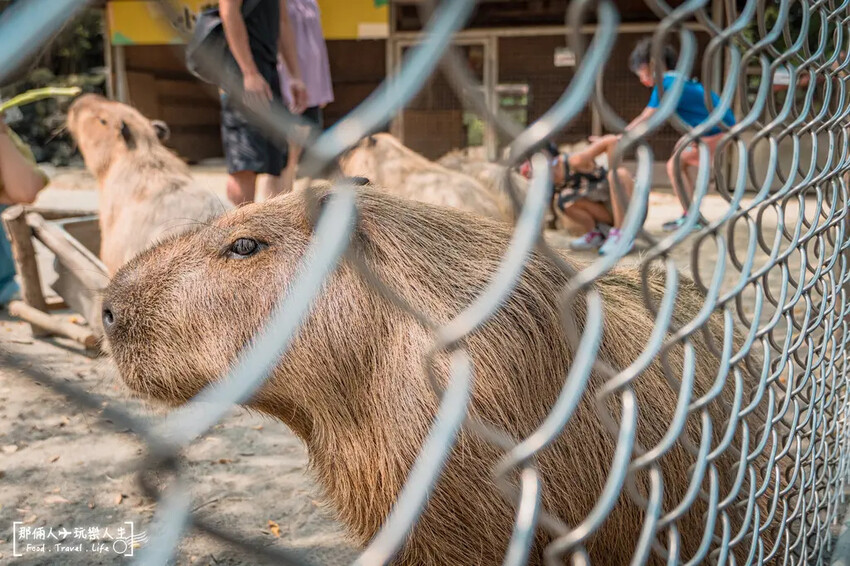 台南市學甲區台南頑皮世界野生動物園|兒童節玩樂首選,帶孩子一起探索野生動物園!