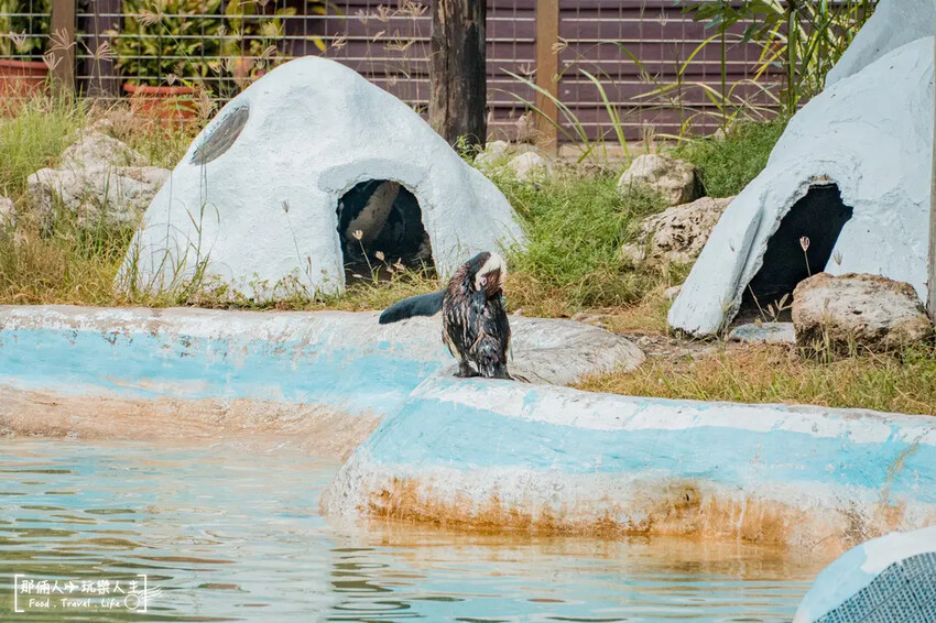 台南市學甲區台南頑皮世界野生動物園|兒童節玩樂首選,帶孩子一起探索野生動物園!