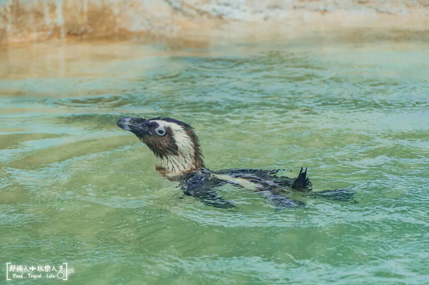 台南市學甲區台南頑皮世界野生動物園|兒童節玩樂首選,帶孩子一起探索野生動物園!