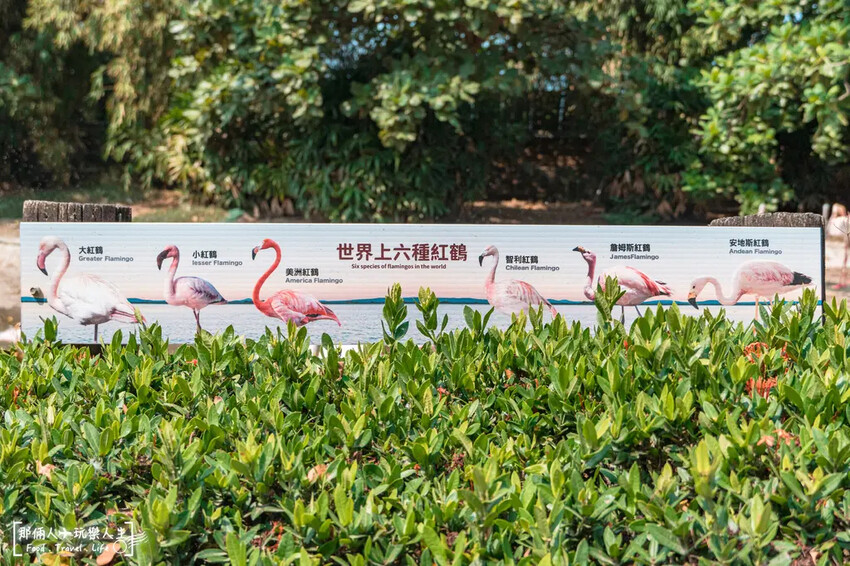 台南市學甲區台南頑皮世界野生動物園|兒童節玩樂首選,帶孩子一起探索野生動物園!