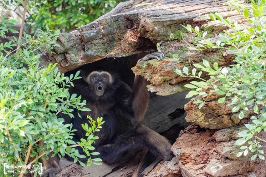 台南市學甲區台南頑皮世界野生動物園|兒童節玩樂首選,帶孩子一起探索野生動物園!