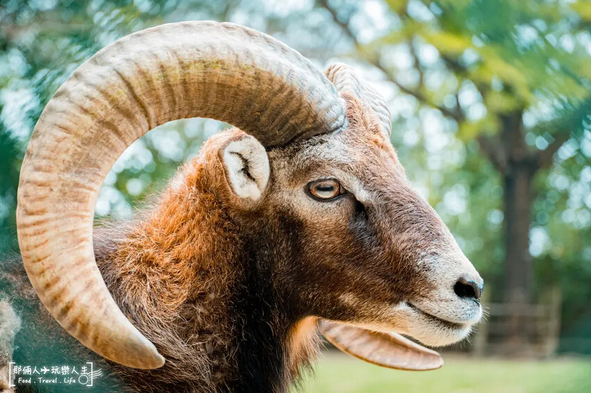 台南市學甲區台南頑皮世界野生動物園|兒童節玩樂首選,帶孩子一起探索野生動物園!