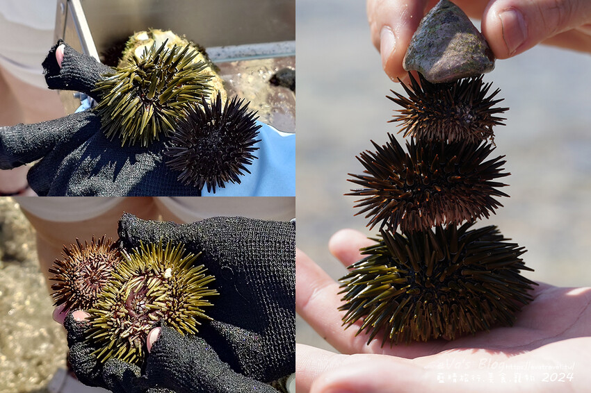 屏東縣琉球鄉【小琉球景點】蛤板灣有著台版威尼斯沙灘之美稱，海水清澈見底，參與潮間帶活動看見海膽、陽隧足、硨磲貝、海葵、海參等等生物，還可以親手觸摸體驗觸感。小琉球旅行