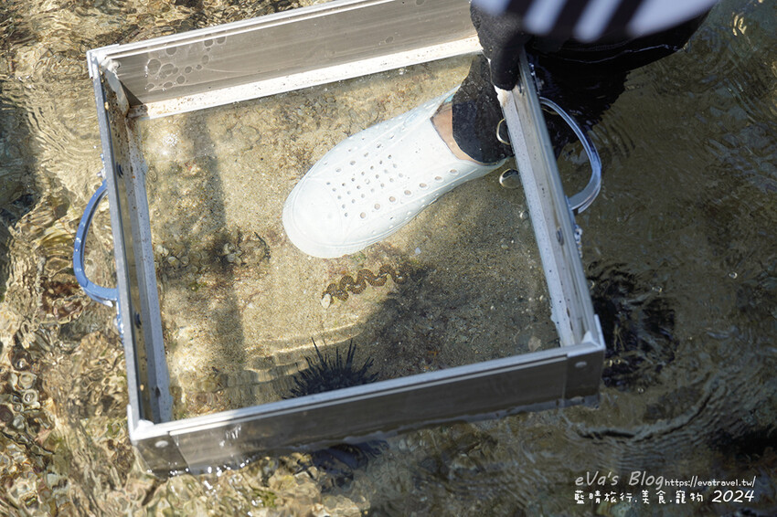 屏東縣琉球鄉【小琉球景點】蛤板灣有著台版威尼斯沙灘之美稱，海水清澈見底，參與潮間帶活動看見海膽、陽隧足、硨磲貝、海葵、海參等等生物，還可以親手觸摸體驗觸感。小琉球旅行