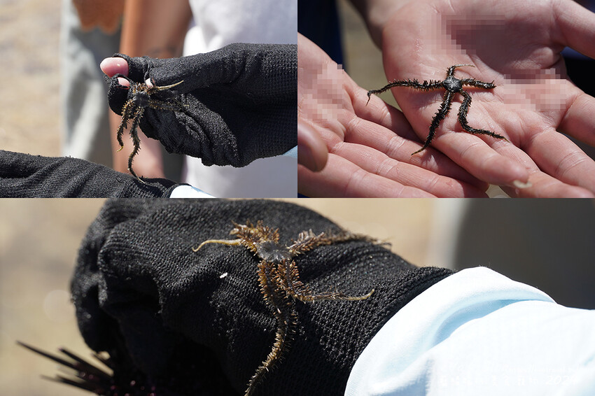 屏東縣琉球鄉【小琉球景點】蛤板灣有著台版威尼斯沙灘之美稱，海水清澈見底，參與潮間帶活動看見海膽、陽隧足、硨磲貝、海葵、海參等等生物，還可以親手觸摸體驗觸感。小琉球旅行