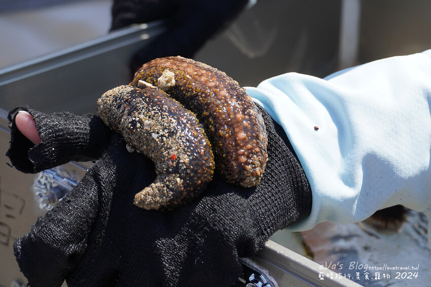 屏東縣琉球鄉【小琉球景點】蛤板灣有著台版威尼斯沙灘之美稱，海水清澈見底，參與潮間帶活動看見海膽、陽隧足、硨磲貝、海葵、海參等等生物，還可以親手觸摸體驗觸感。小琉球旅行