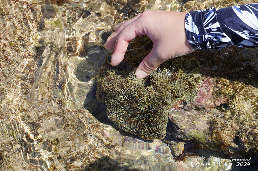 屏東縣琉球鄉【小琉球景點】蛤板灣有著台版威尼斯沙灘之美稱，海水清澈見底，參與潮間帶活動看見海膽、陽隧足、硨磲貝、海葵、海參等等生物，還可以親手觸摸體驗觸感。小琉球旅行