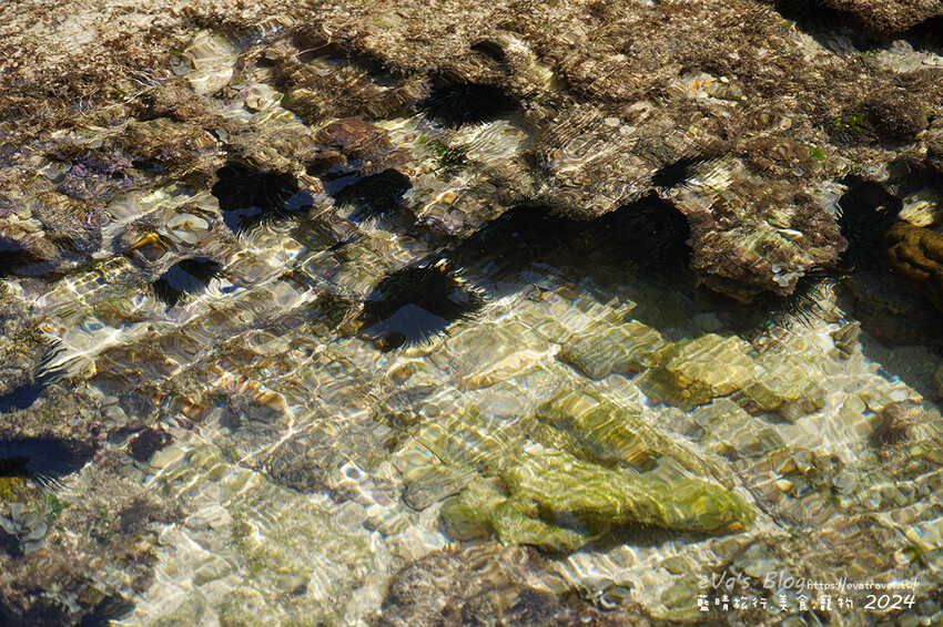 屏東縣琉球鄉【小琉球景點】蛤板灣有著台版威尼斯沙灘之美稱，海水清澈見底，參與潮間帶活動看見海膽、陽隧足、硨磲貝、海葵、海參等等生物，還可以親手觸摸體驗觸感。小琉球旅行