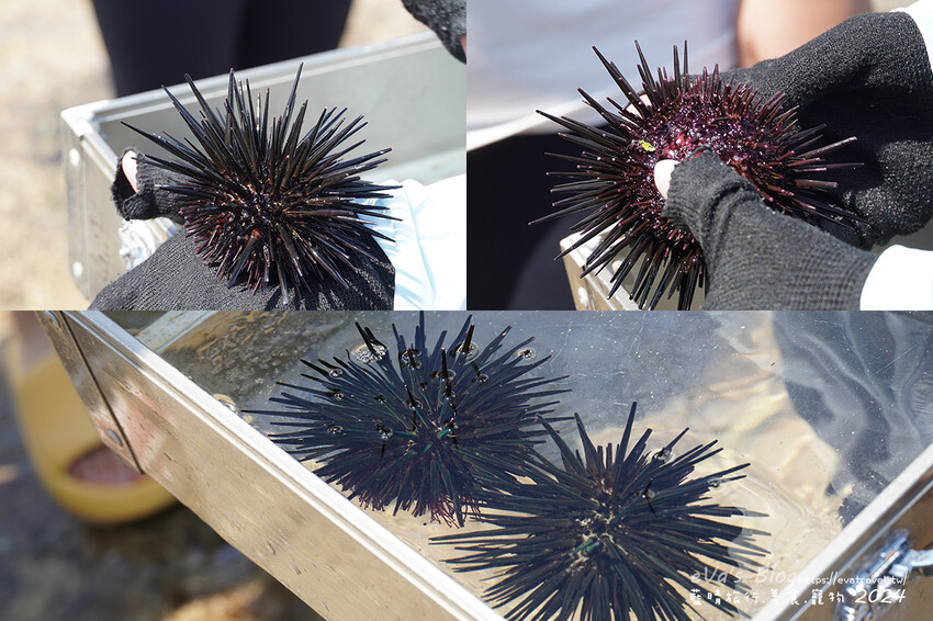 屏東縣琉球鄉【小琉球景點】蛤板灣有著台版威尼斯沙灘之美稱，海水清澈見底，參與潮間帶活動看見海膽、陽隧足、硨磲貝、海葵、海參等等生物，還可以親手觸摸體驗觸感。小琉球旅行