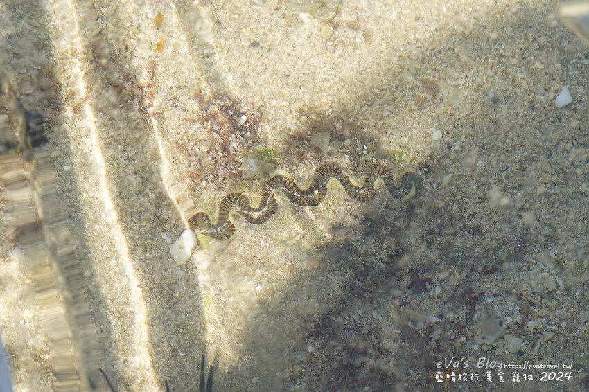 屏東縣琉球鄉【小琉球景點】蛤板灣有著台版威尼斯沙灘之美稱，海水清澈見底，參與潮間帶活動看見海膽、陽隧足、硨磲貝、海葵、海參等等生物，還可以親手觸摸體驗觸感。小琉球旅行