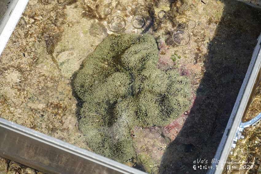屏東縣琉球鄉【小琉球景點】蛤板灣有著台版威尼斯沙灘之美稱，海水清澈見底，參與潮間帶活動看見海膽、陽隧足、硨磲貝、海葵、海參等等生物，還可以親手觸摸體驗觸感。小琉球旅行
