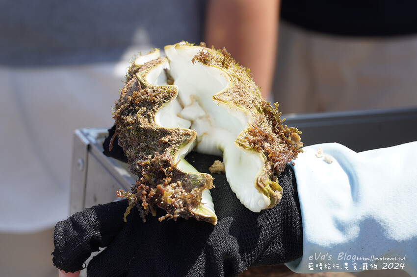 屏東縣琉球鄉【小琉球景點】蛤板灣有著台版威尼斯沙灘之美稱，海水清澈見底，參與潮間帶活動看見海膽、陽隧足、硨磲貝、海葵、海參等等生物，還可以親手觸摸體驗觸感。小琉球旅行