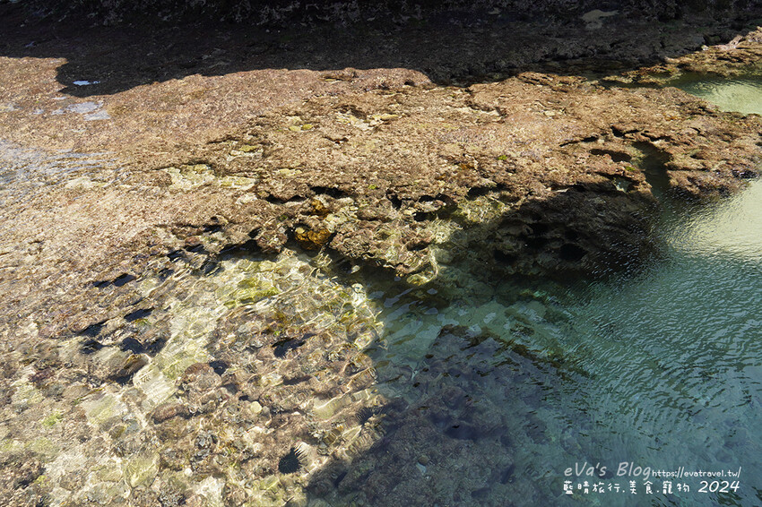 屏東縣琉球鄉【小琉球景點】蛤板灣有著台版威尼斯沙灘之美稱，海水清澈見底，參與潮間帶活動看見海膽、陽隧足、硨磲貝、海葵、海參等等生物，還可以親手觸摸體驗觸感。小琉球旅行