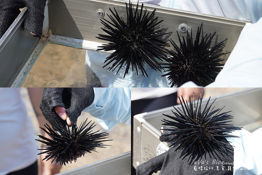 屏東縣琉球鄉【小琉球景點】蛤板灣有著台版威尼斯沙灘之美稱，海水清澈見底，參與潮間帶活動看見海膽、陽隧足、硨磲貝、海葵、海參等等生物，還可以親手觸摸體驗觸感。小琉球旅行