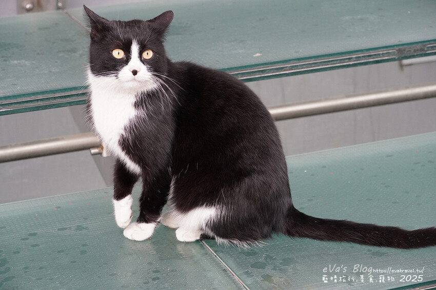 土耳其【土耳其蜜月旅遊】Ibis Istanbul Airport 宜必思伊斯坦堡機場飯店｜機場周邊住宿推薦，簡約雙人房型與豐盛早餐實拍分享。土耳其住宿