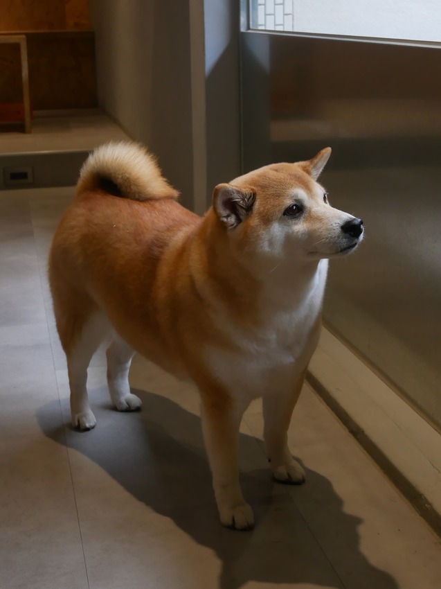 新竹市東區THE FOX COFFEE CLUB - 近新竹市政府的司康專賣店，每日手工製作八種口味司康(鹹甜皆有)，內用外帶都推薦o(*^＠^*)o