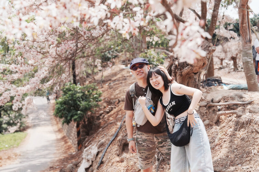 台南市玉井區花旗木盛開之美：台南玉井玥園思親步道，雙色花旗木浪漫登場！