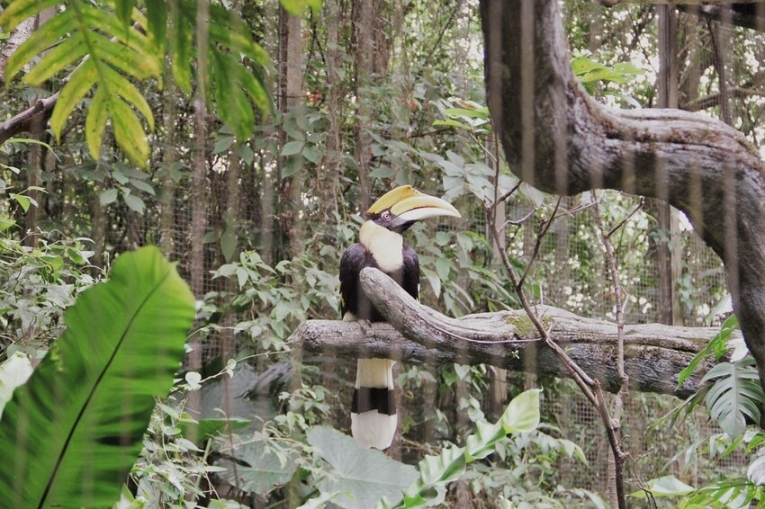 台北市文山區走一趟Taipei Zoo台北市立動物園,進入回春時光,必逛熱帶雨林館!