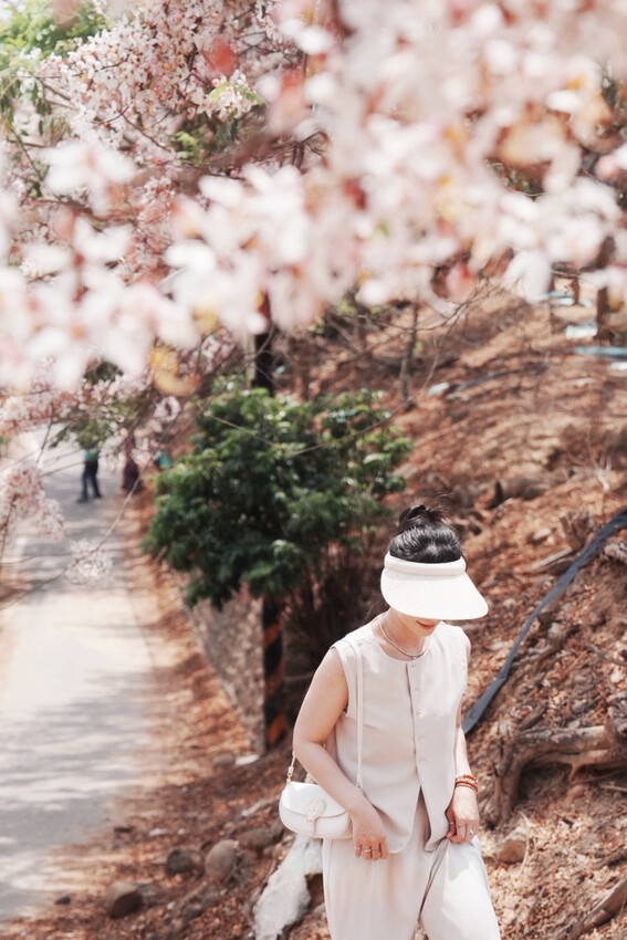 台南市玉井區花旗木盛開之美：台南玉井玥園思親步道，雙色花旗木浪漫登場！