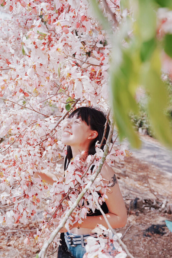 台南市玉井區花旗木盛開之美：台南玉井玥園思親步道，雙色花旗木浪漫登場！