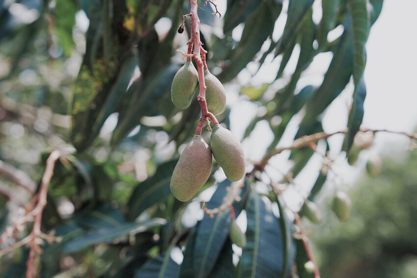 台南市玉井區花旗木盛開之美：台南玉井玥園思親步道，雙色花旗木浪漫登場！