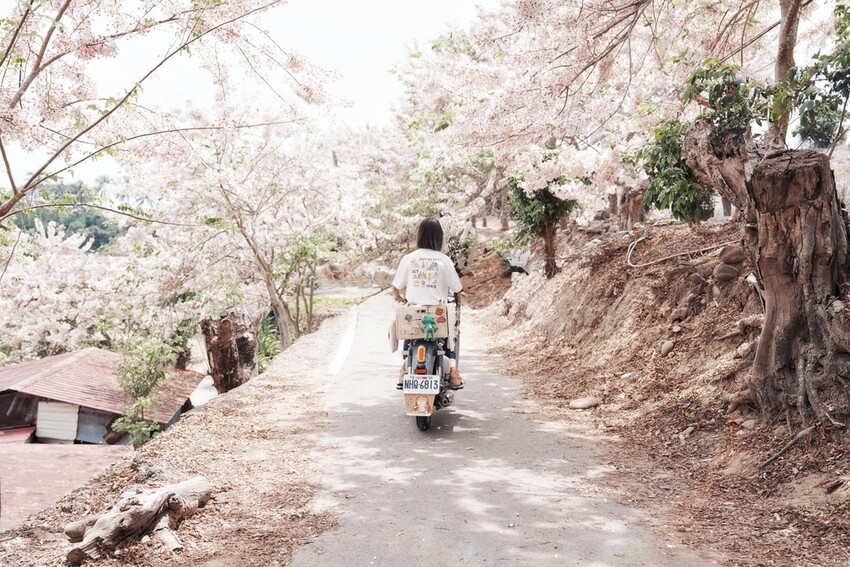 台南市玉井區花旗木盛開之美：台南玉井玥園思親步道，雙色花旗木浪漫登場！