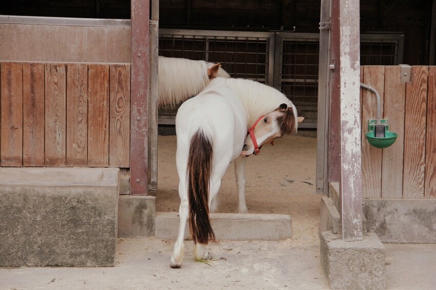 台北市文山區走一趟Taipei Zoo台北市立動物園,進入回春時光,必逛熱帶雨林館!