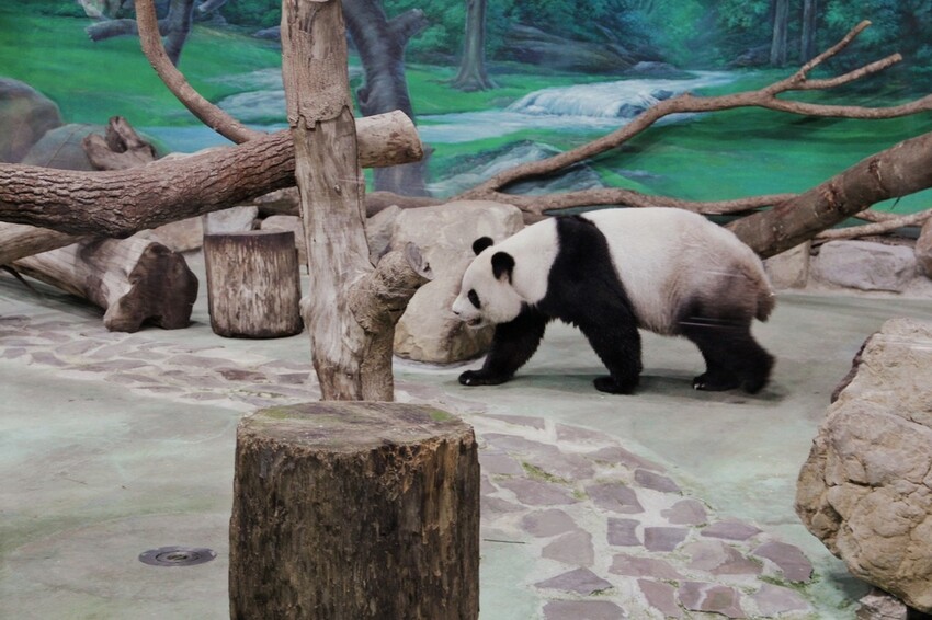 台北市文山區走一趟Taipei Zoo台北市立動物園,進入回春時光,必逛熱帶雨林館!