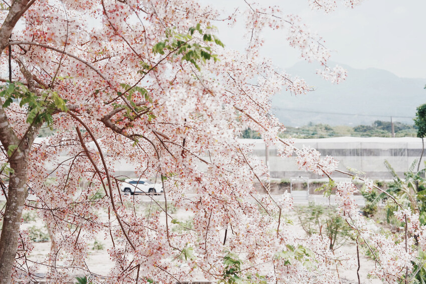台南市玉井區花旗木盛開之美：台南玉井玥園思親步道，雙色花旗木浪漫登場！
