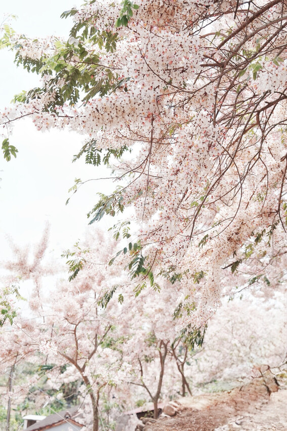 台南市玉井區花旗木盛開之美：台南玉井玥園思親步道，雙色花旗木浪漫登場！