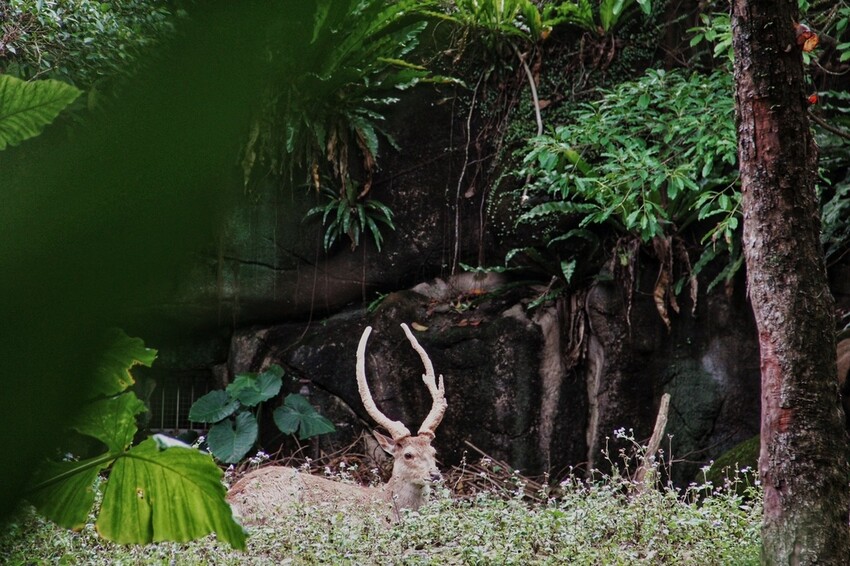台北市文山區走一趟Taipei Zoo台北市立動物園,進入回春時光,必逛熱帶雨林館!