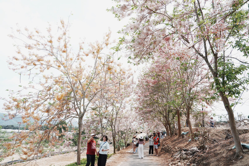 台南市玉井區花旗木盛開之美：台南玉井玥園思親步道，雙色花旗木浪漫登場！