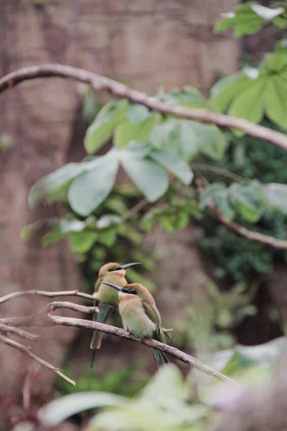 台北市文山區走一趟Taipei Zoo台北市立動物園,進入回春時光,必逛熱帶雨林館!