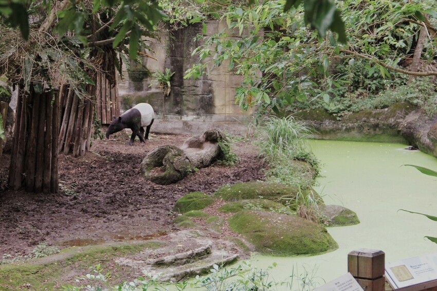 台北市文山區走一趟Taipei Zoo台北市立動物園,進入回春時光,必逛熱帶雨林館!